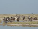 Africa 117 : Africa, Animal, Botswana, Landscape, Makgadikgadi, Mammal, Waterhole, Wildebeest, Zebra